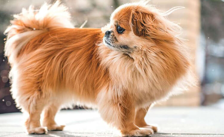 Tibetan Spaniel